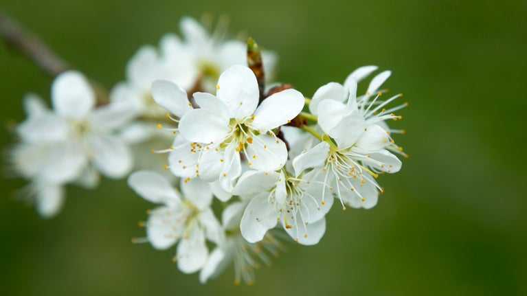 Close-up image of open, white, five-petalled blossom flowers with white stamens and yellow pollen